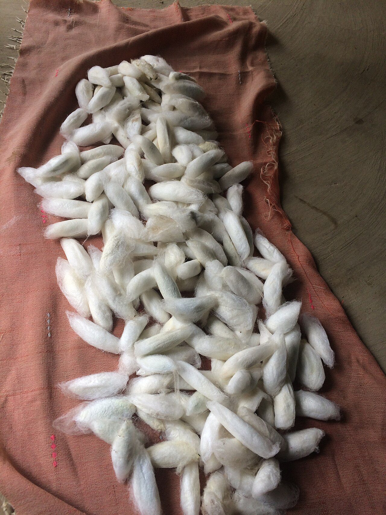 Photo of Eri cocoons seen at 7Weaves, used in production of Eri silk in Assam by indigenous communities