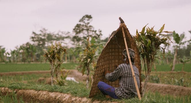 Sontoloyo sedang bermain Bundengan yang juga berfungsi sebagai tudung atau Kowangan di sawah