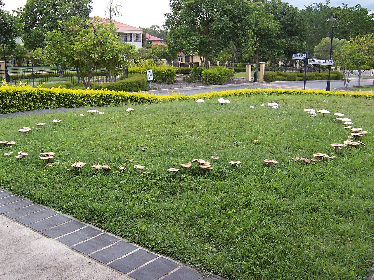 Fairy Circle on a suburban lawn. Forest Lake, south of Brisbane in Queensland