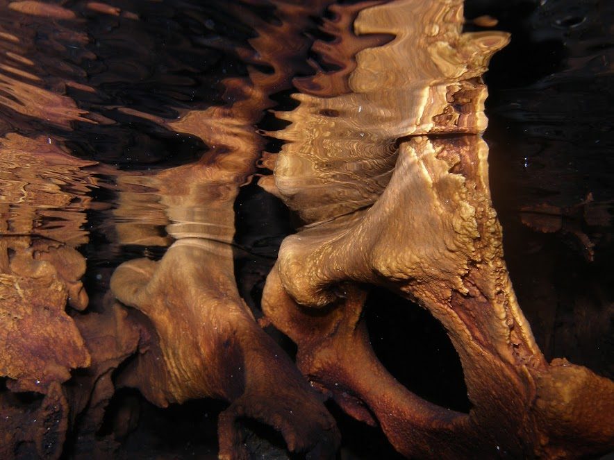 Fossil pelvis deer bone inside the Deer Cave located in Punta Giglio, Alghero North West of Sardinia island