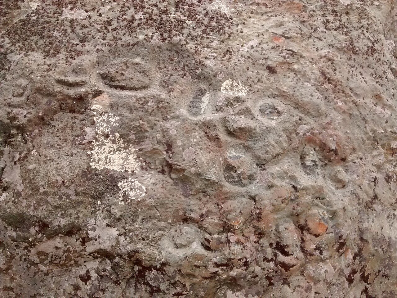 Pecked curvilinear nucleated petroglyphs on Ring Mountain (California) .