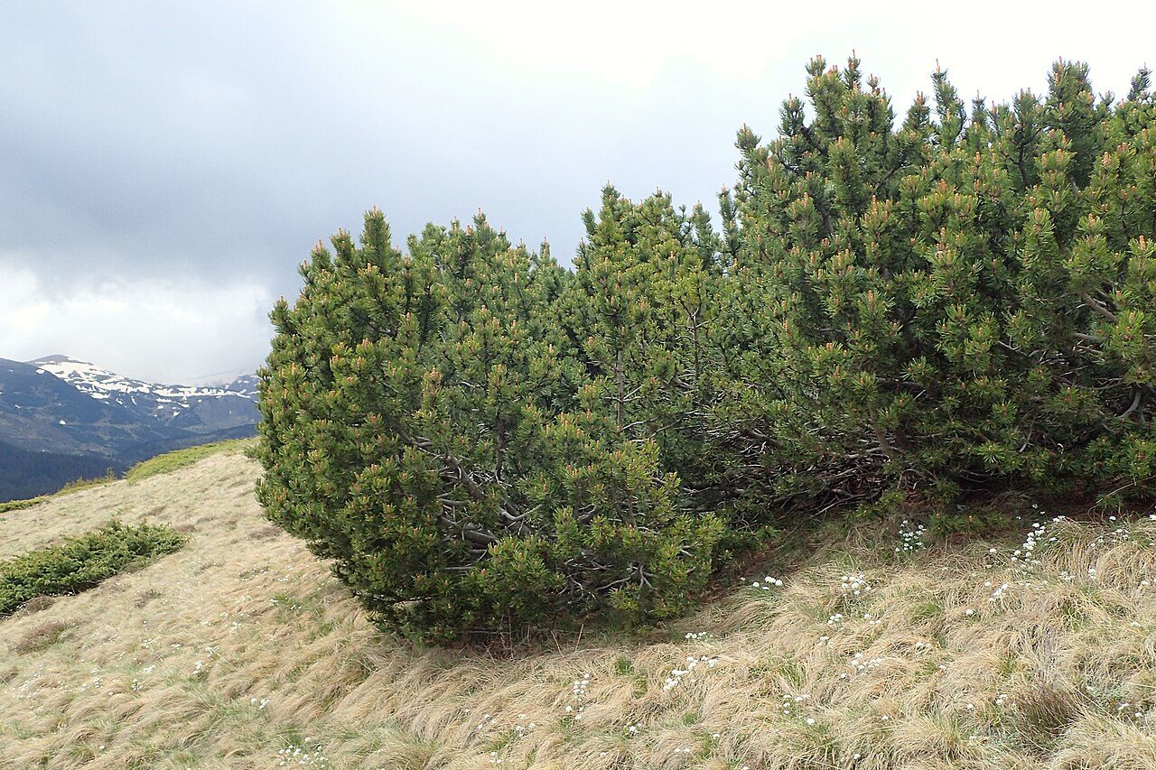 Pinus mugo in Belmeken near Yakoruda in Bulgaria
