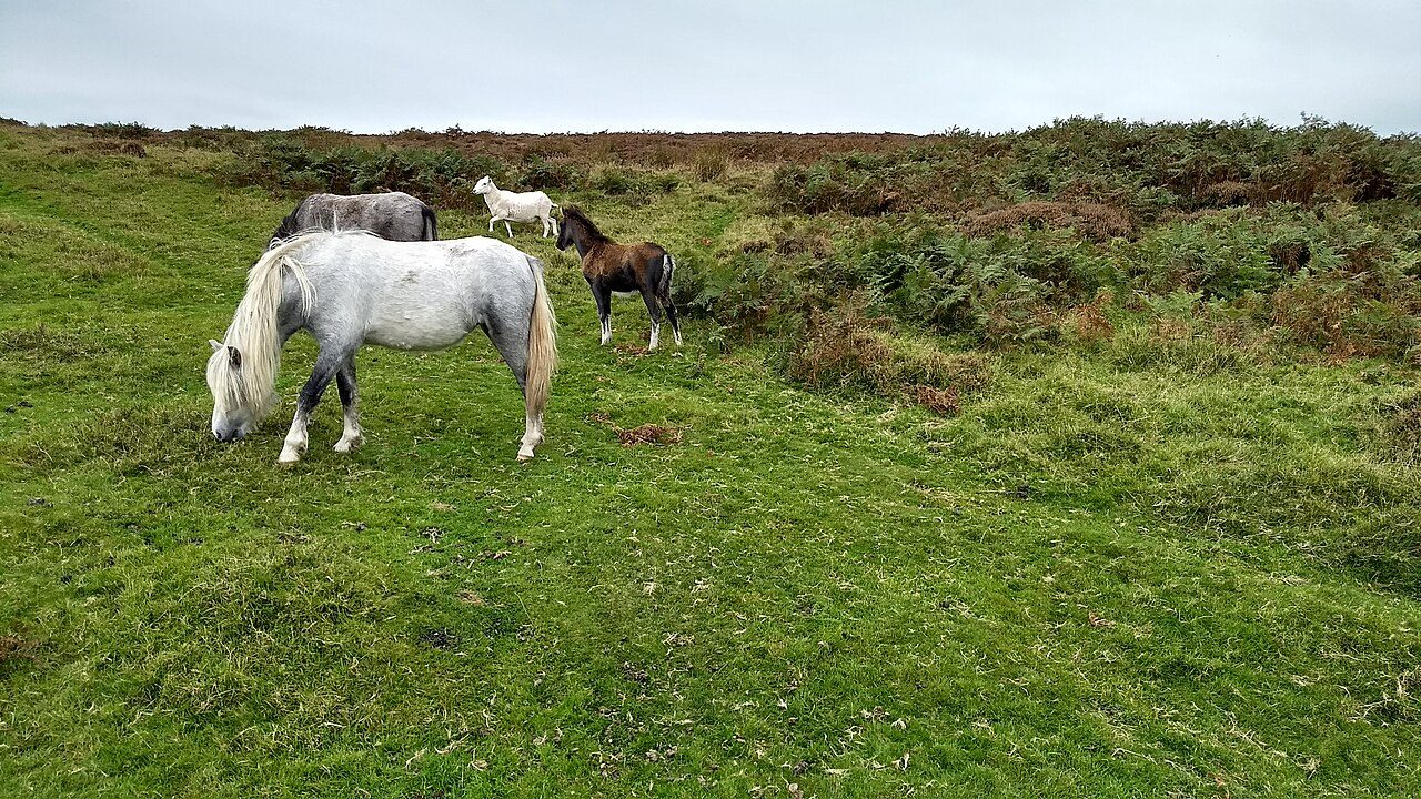 Moorland horses - and a sheep