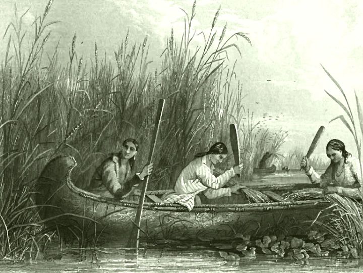 19th Century tribal women harvesting wild rice in the traditional manner.