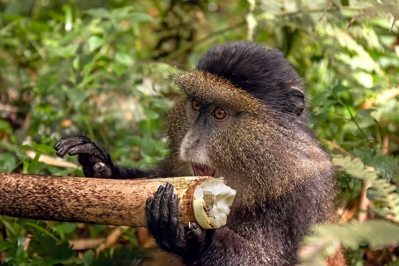 Golden monkey ( Cercopithecus kandti ) eating bamboo, Volcanoes National Park, Rwanda