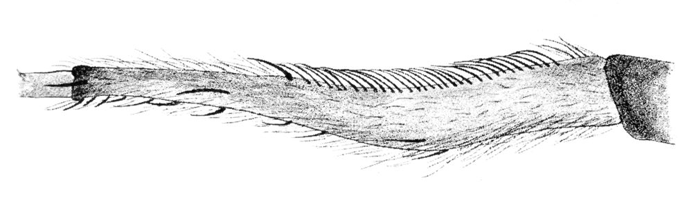 Calamistrum of Zosis geniculata ( Uloborus geniculatus in original caption)