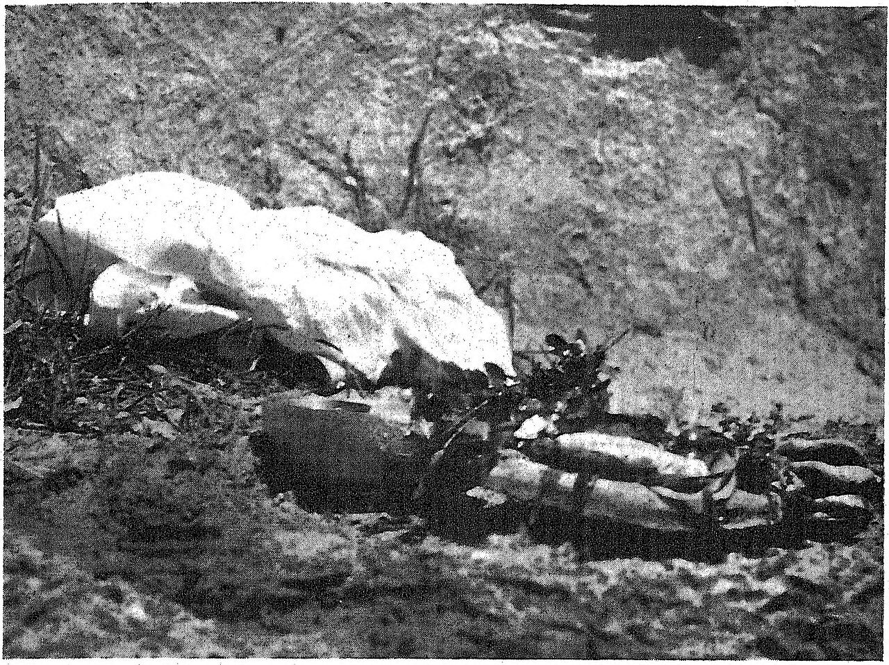 The ṣa (the long object lying on the ṭariana)