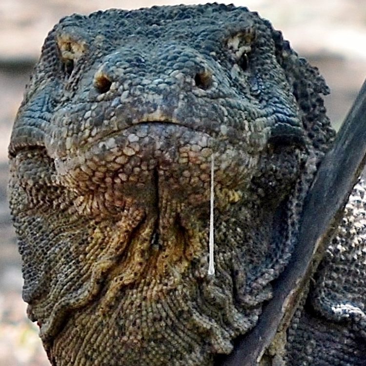 A Komodo Dragon in the wild on Komodo island , part of the Komodo National Park , in the Lesser Sunda Islands , Indonesia.