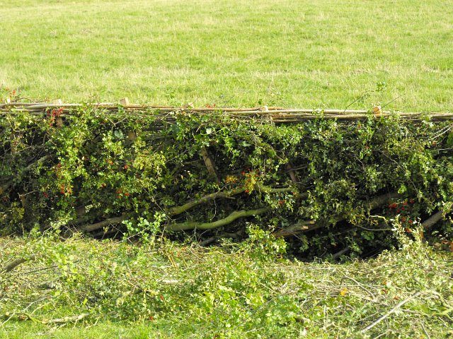 Hedging competition (3) I'm not sure what this style is called but it has a very neat pleached top.