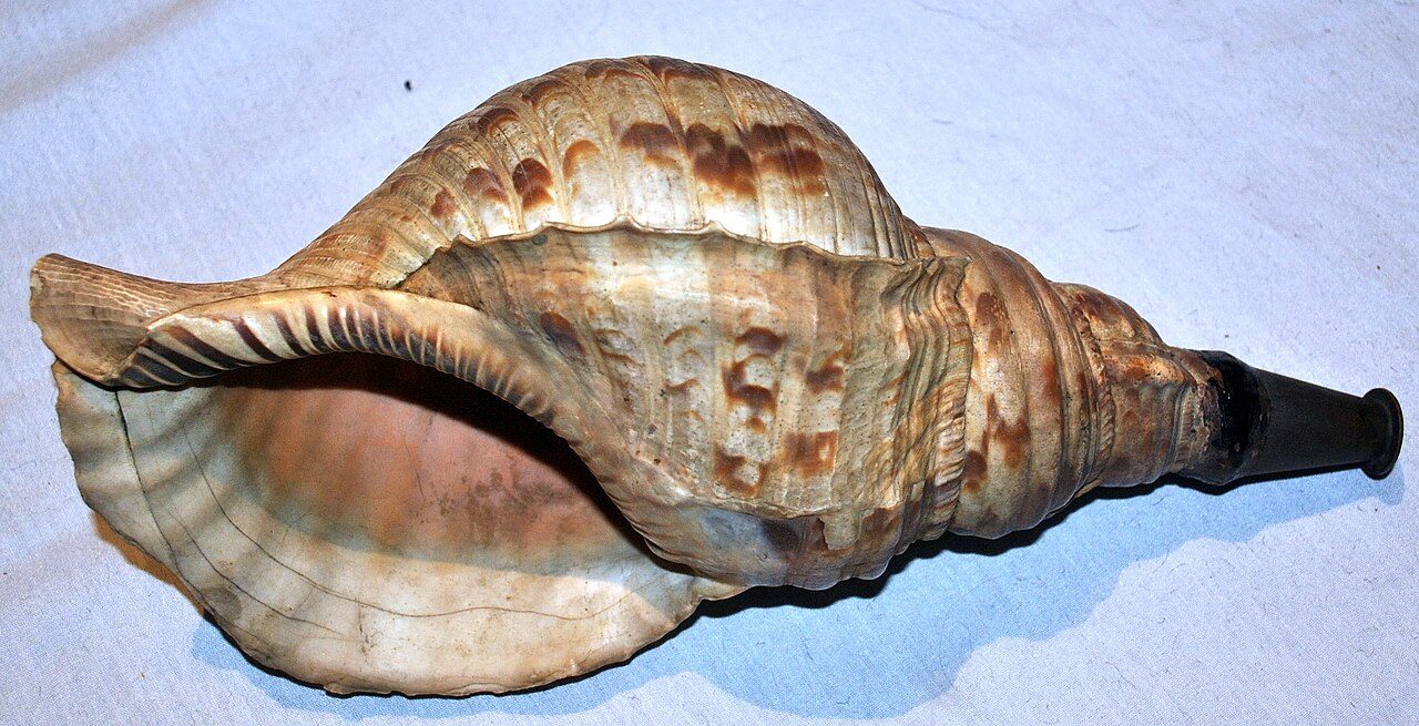 Antique Japanese horagi (conch shell trumpet).