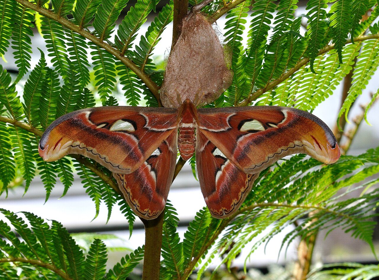 Male Atlas Moth ( Attacus atlas ) with cocoon in the Wilhelma, Stuttgart, Germany.