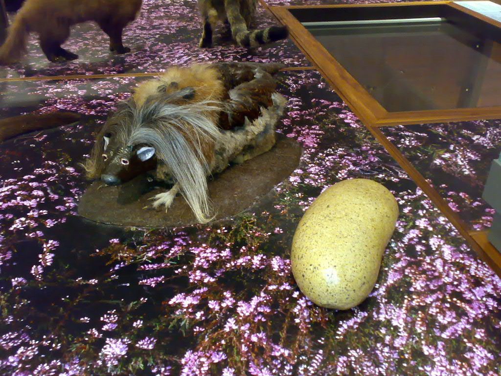 A Haggis specimen, Haggis scoticus , at the Glasgow Kelvingrove museum, next to a prepared specimen