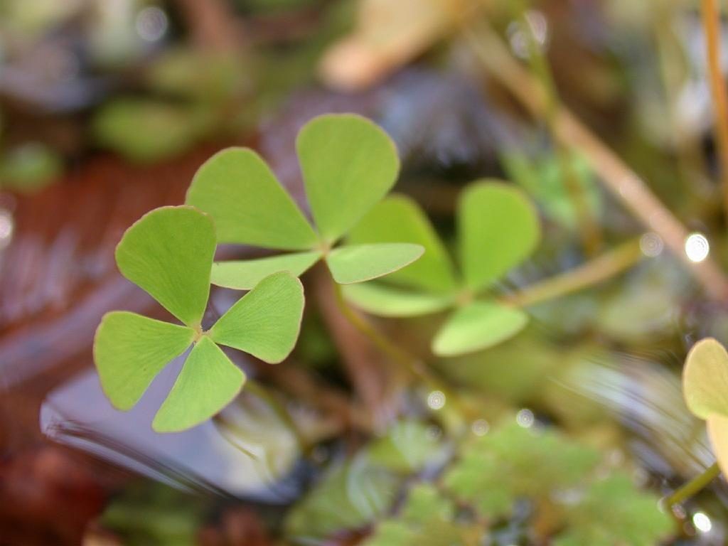 Name Marsilea quadrifolia L.)(デンジソウ) Family Marsileaceae (Pteridophyta) Date;2006,11;Tanabe city, Wakayama prefecture, Japan Author;Keisotyo