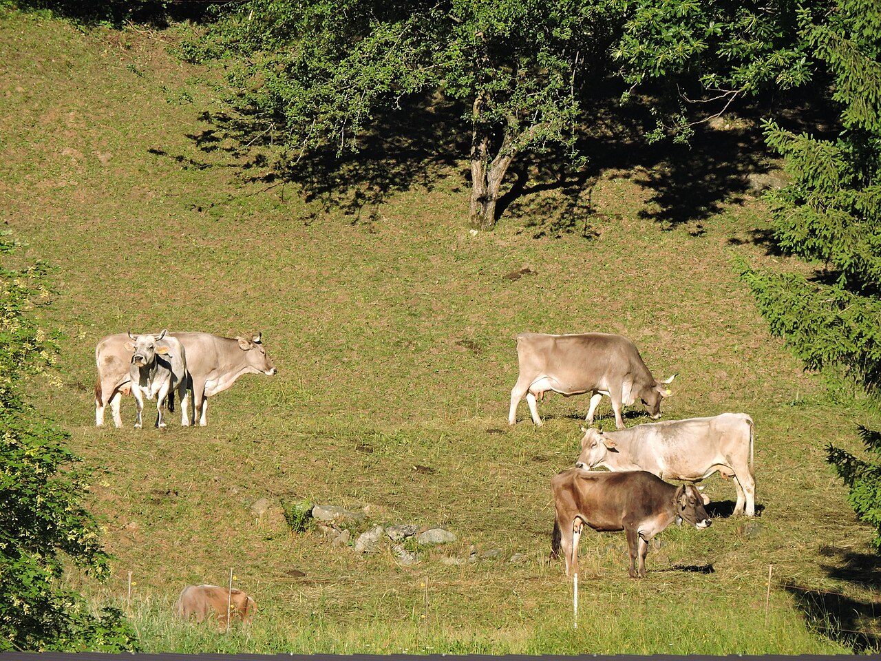 A dairy farm at Esino Lario , Italy
